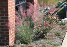Load image into Gallery viewer, Gulf Muhly Grass