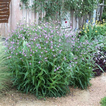 Load image into Gallery viewer, Penstemon