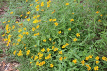 Load image into Gallery viewer, Zexmenia