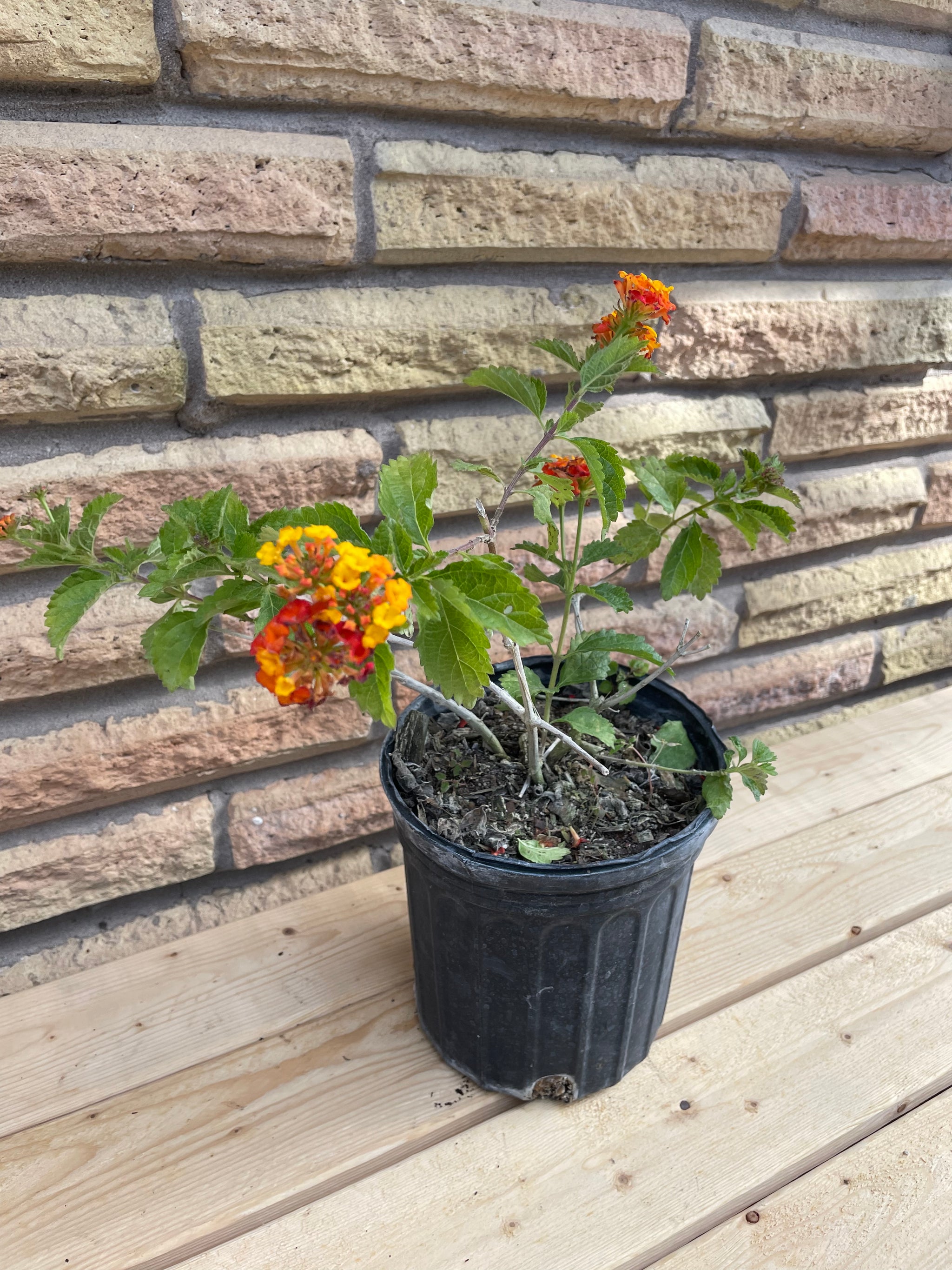 Texas Lantana  Rusty Dog Gardens