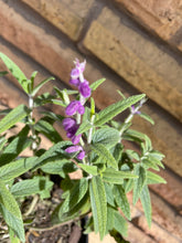 Load image into Gallery viewer, Mexican Bush Sage
