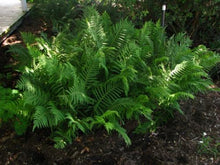 Load image into Gallery viewer, Southern Wood Fern
