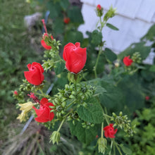 Load image into Gallery viewer, Turk&#39;s Cap
