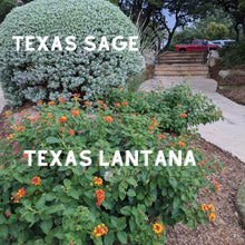 Load image into Gallery viewer, Texas Lantana
