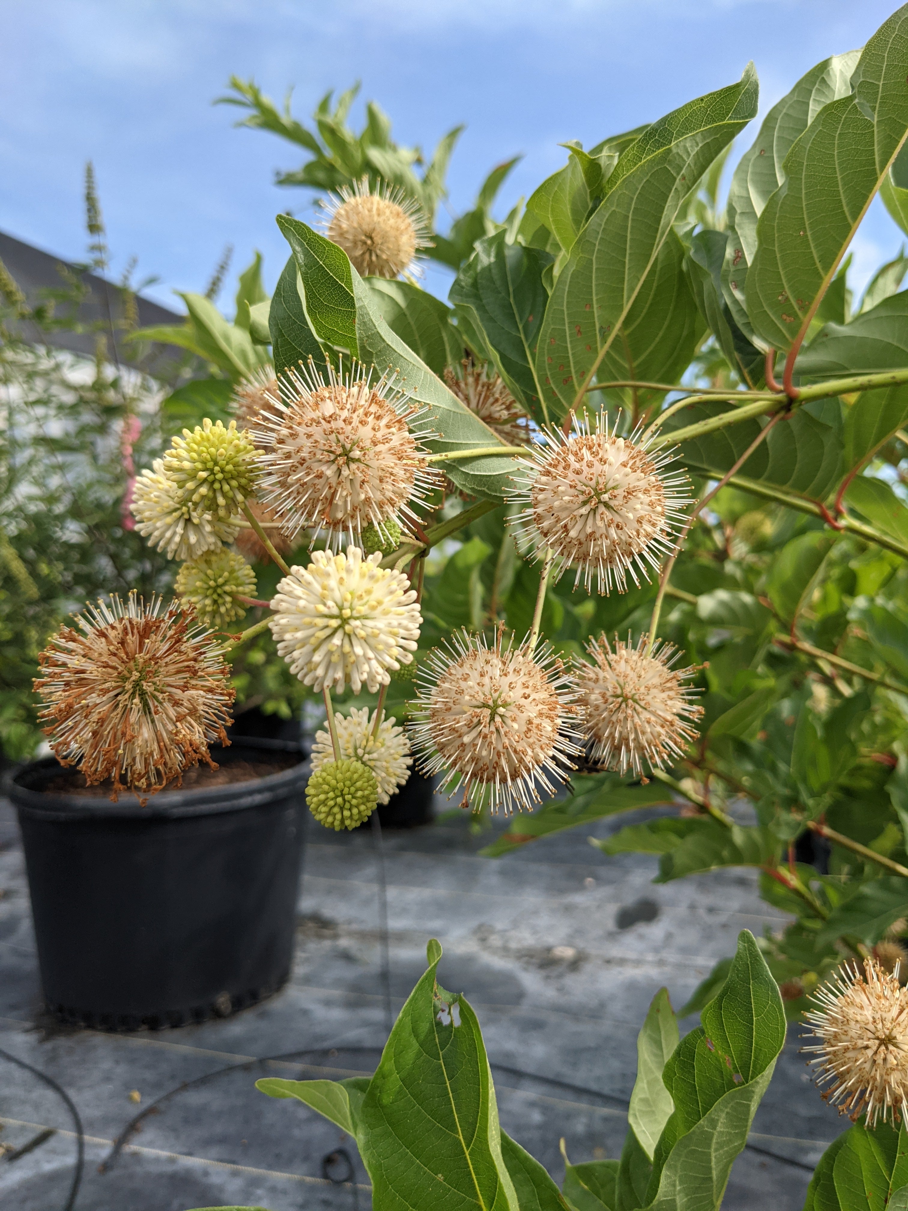Native Buttonbush – Rusty Dog Gardens