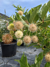 Load image into Gallery viewer, Native Buttonbush
