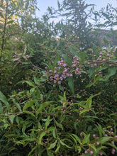 Load image into Gallery viewer, Dwarf Barbados Cherry
