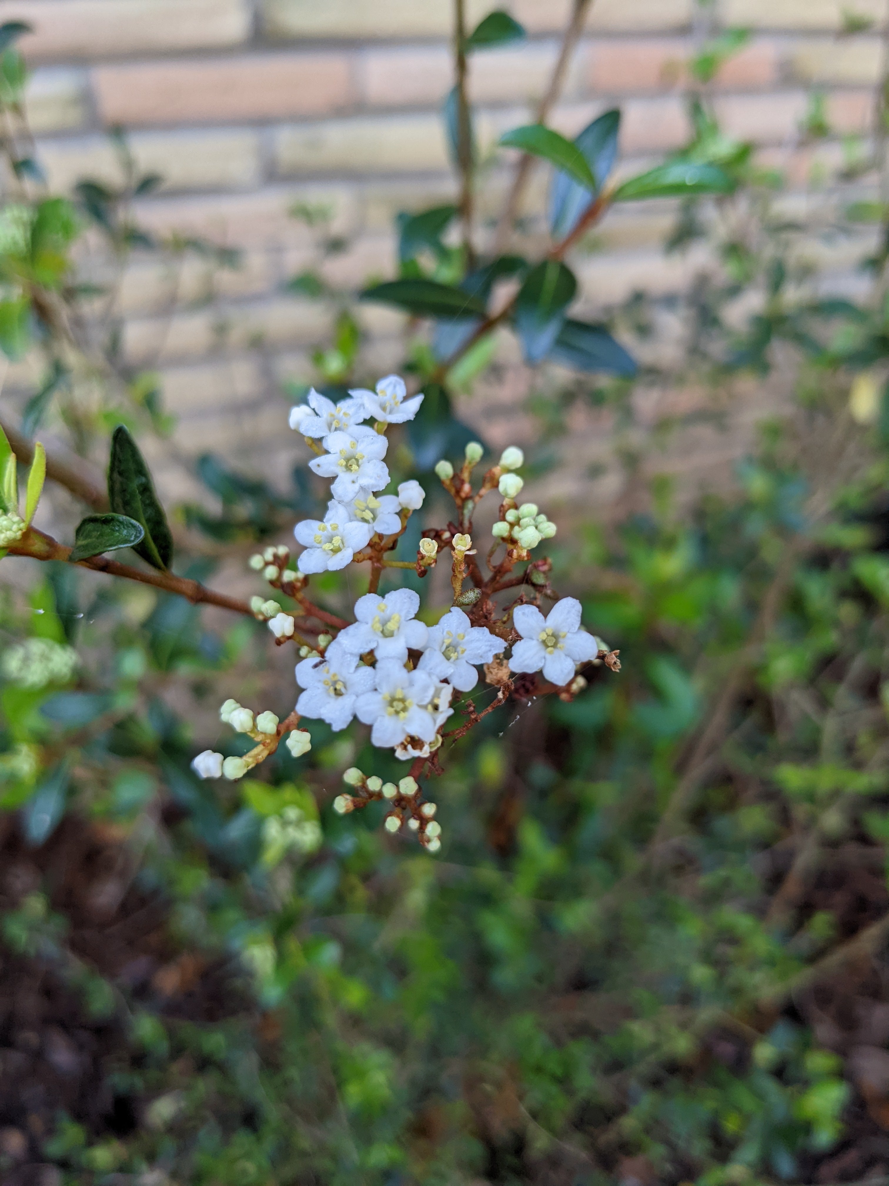 Walter's Viburnum – Rusty Dog Gardens
