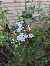 Load image into Gallery viewer, Walter&#39;s Viburnum
