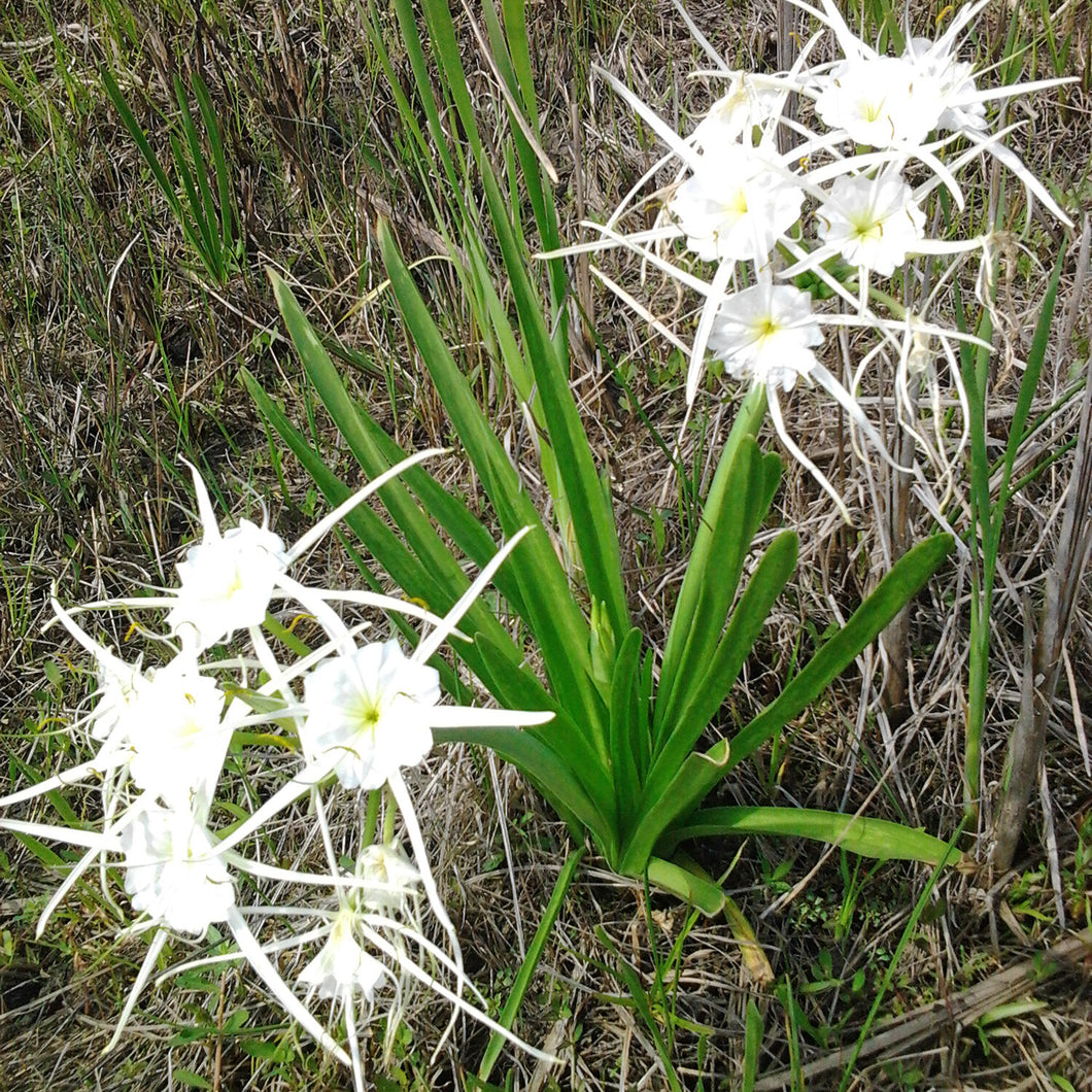 Texas Spider Lily