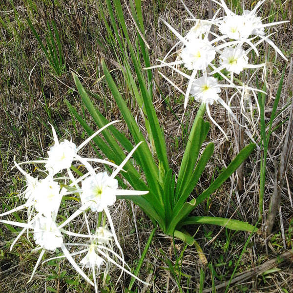 where to buy spider lily plant Texas Spider Lily – Rusty Dog Gardens